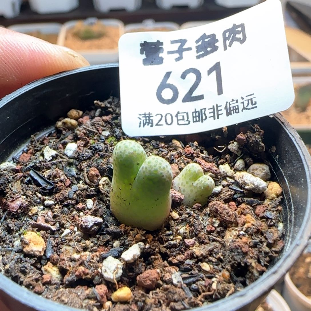 955D斑马。