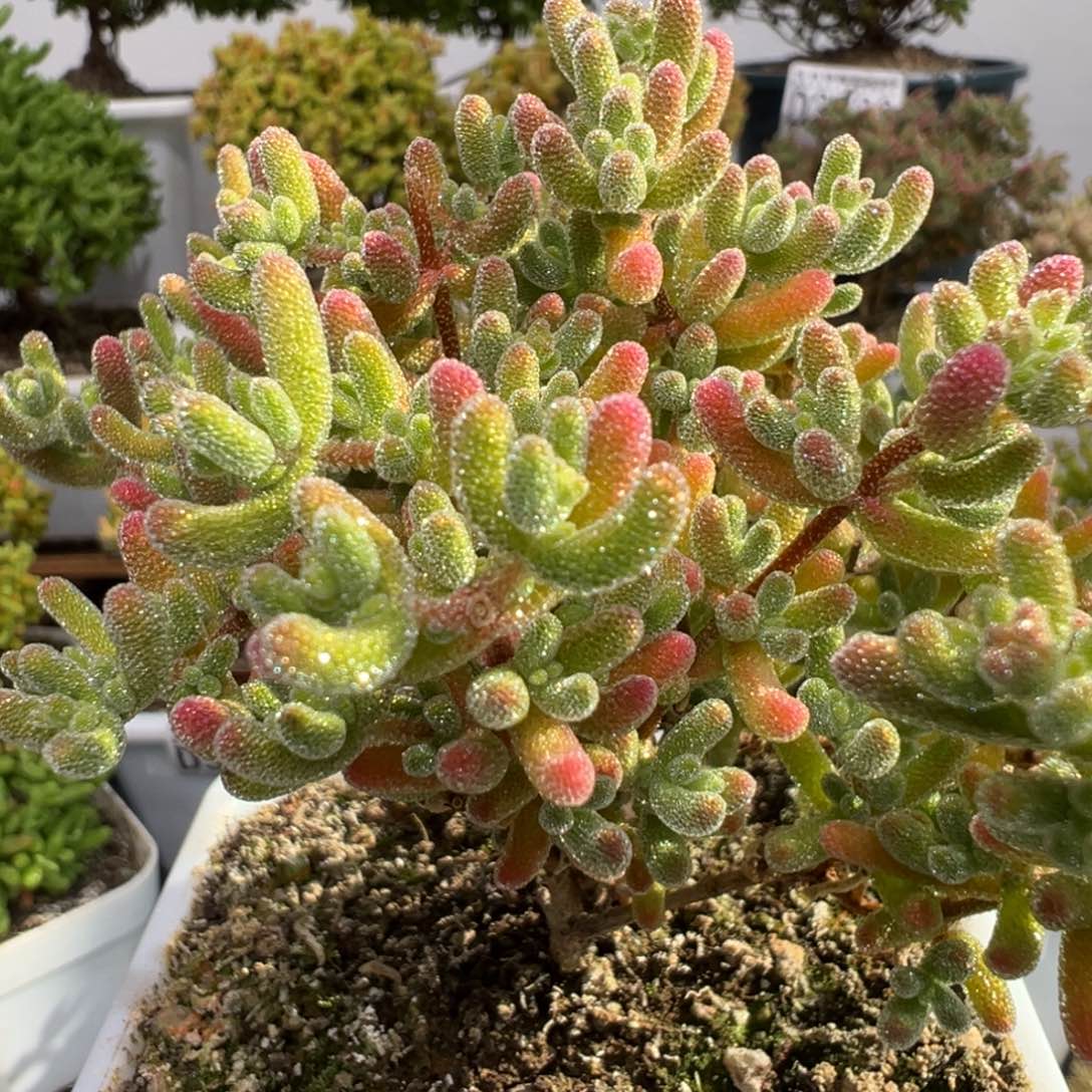 扬***颖D3678冰晶一物一拍