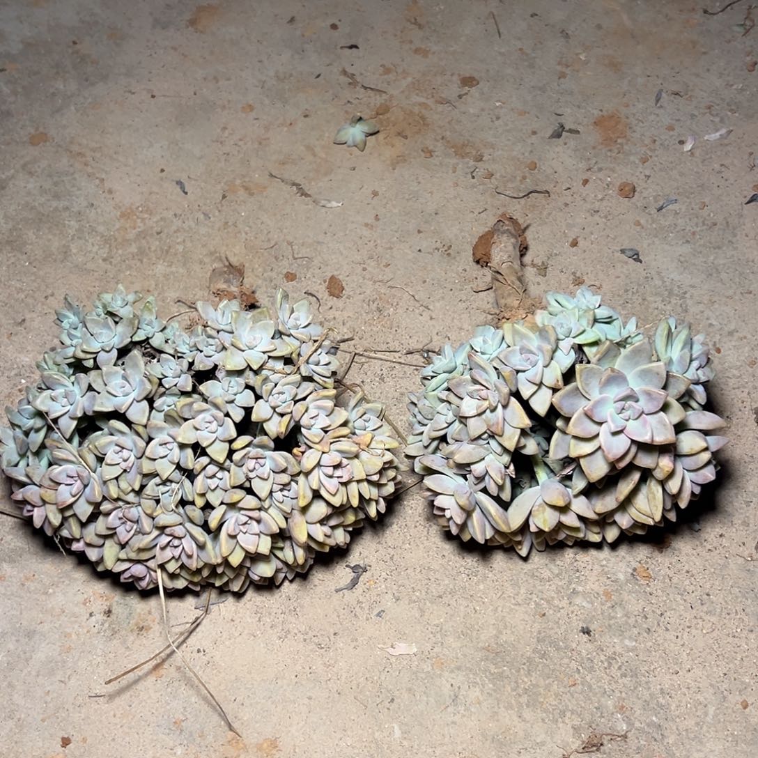 晚***秋淡雪多肉一物一拍