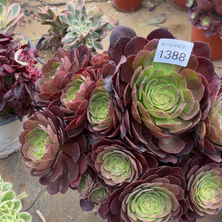 万圣节多肉处理不包断头1388