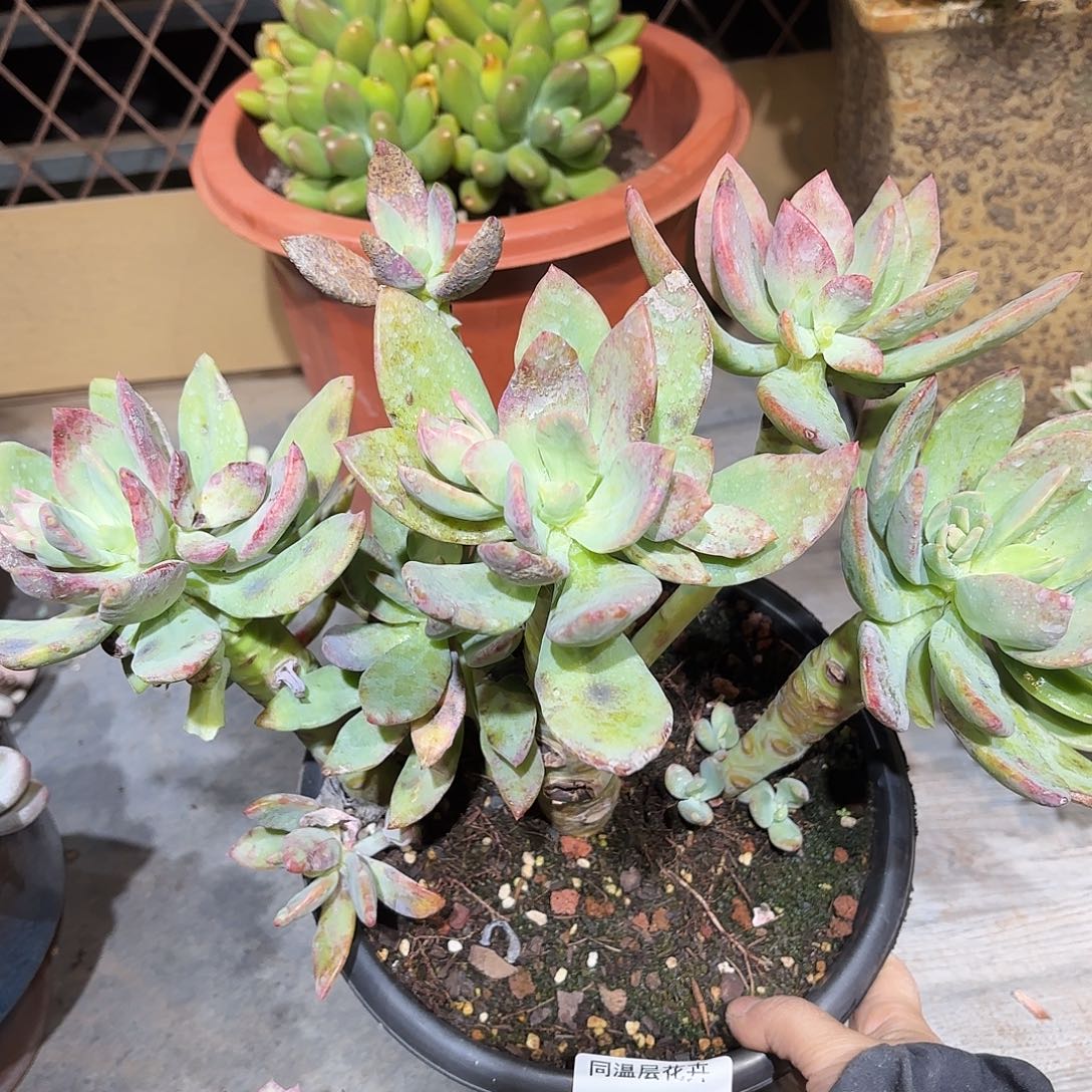 同温层花卉芒果美人535