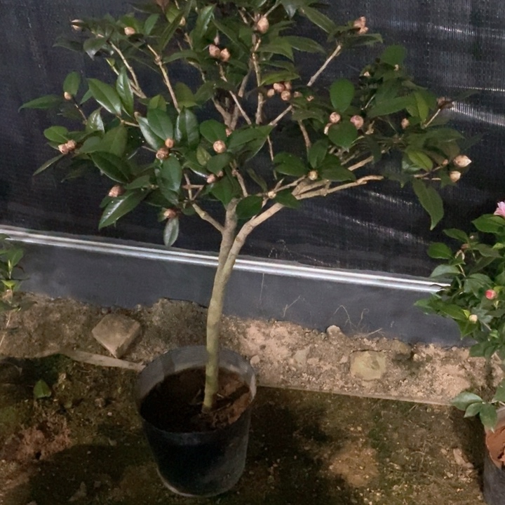 复色红贝。一物一拍