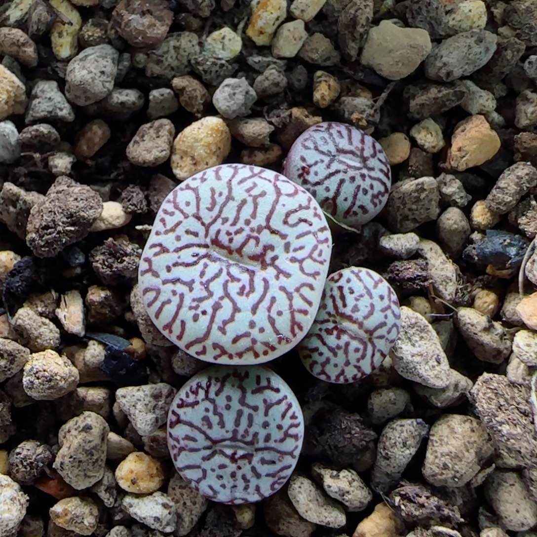 2-9-6-2当天满58包邮墨脱土