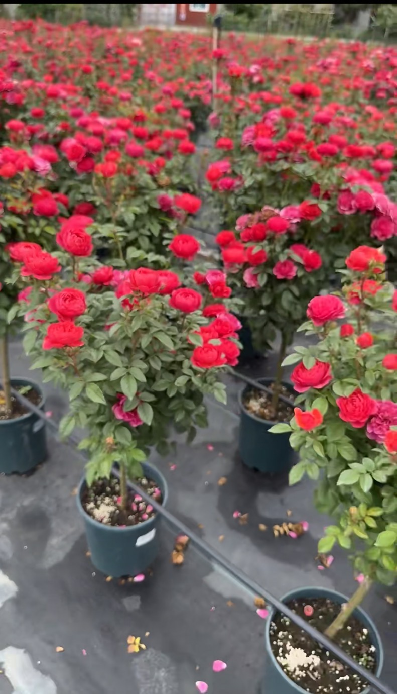 绝色阳台棒棒糖月季四季好养开花植物盆栽造型树桩玫瑰花庭院树苗