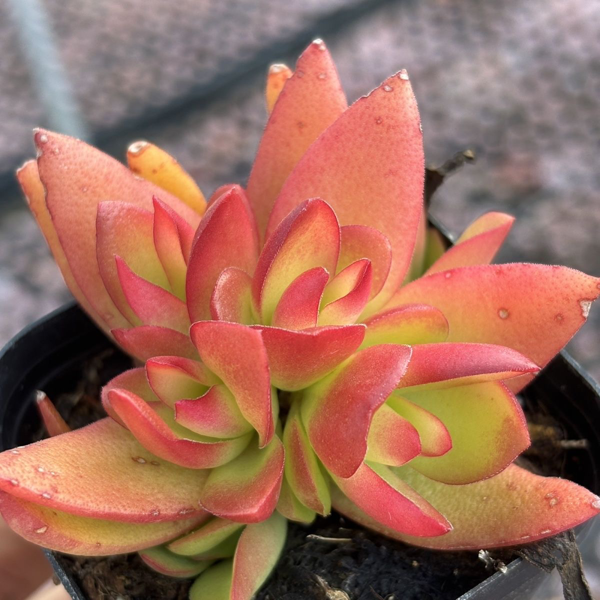 【满9.9包邮】火祭拍一发二 5cm多肉植物以直播间展示为主