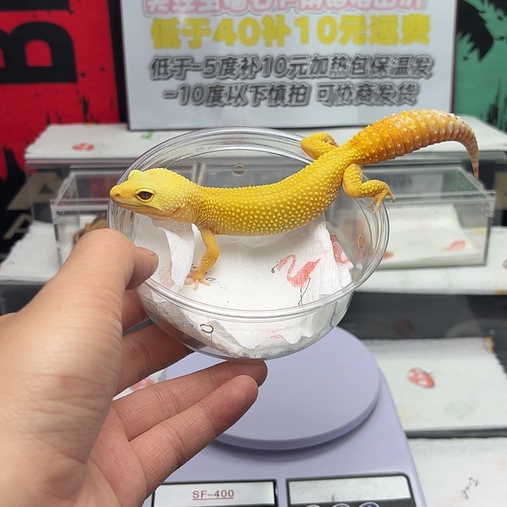 豹纹守宫阳光妹妹V135