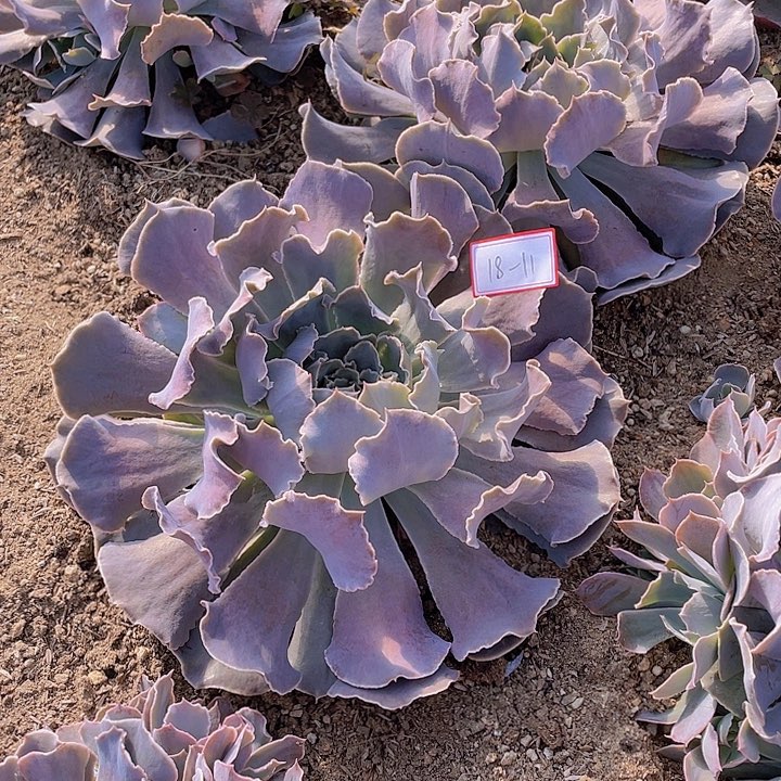 沙漠之星大弹头18杠11号