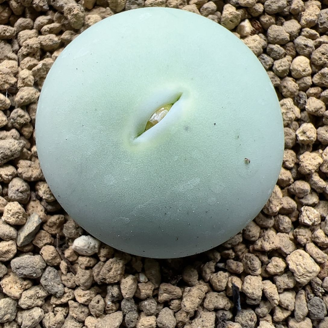 【闪购商品】257 大鸽子蛋2.6