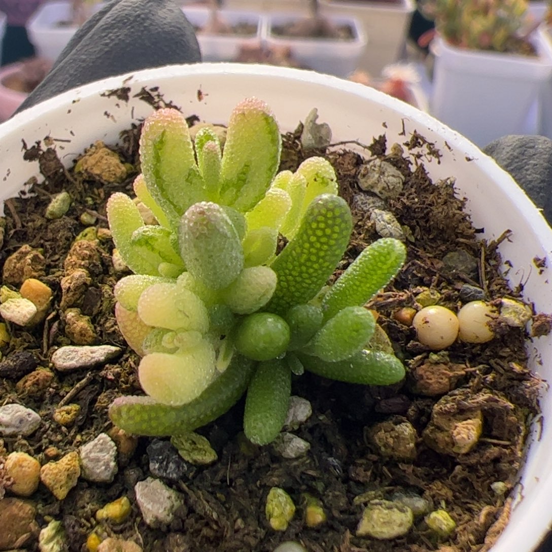 多肉植物枝干米粒锦三色