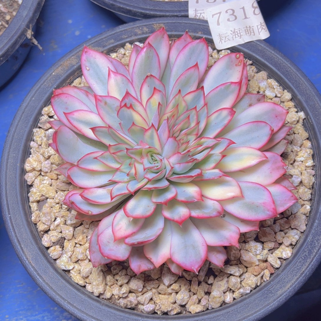 不***叔月光女神锦7318多肉植物