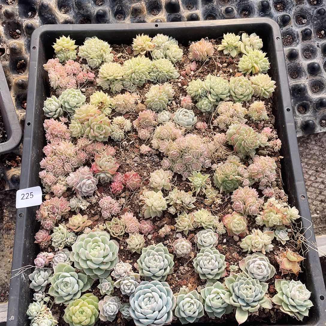 孤***旧225。 定。                 