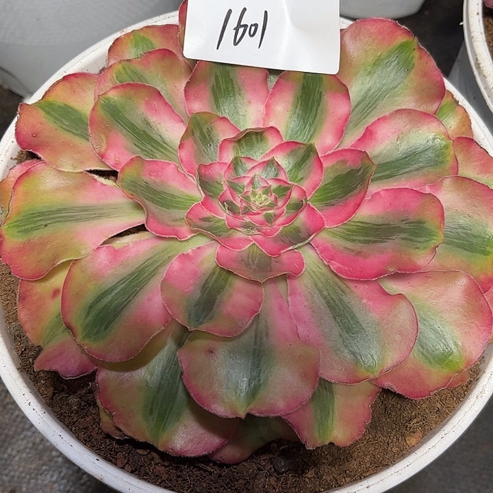 忍***者爱丽丝多肉植物保护专业1601