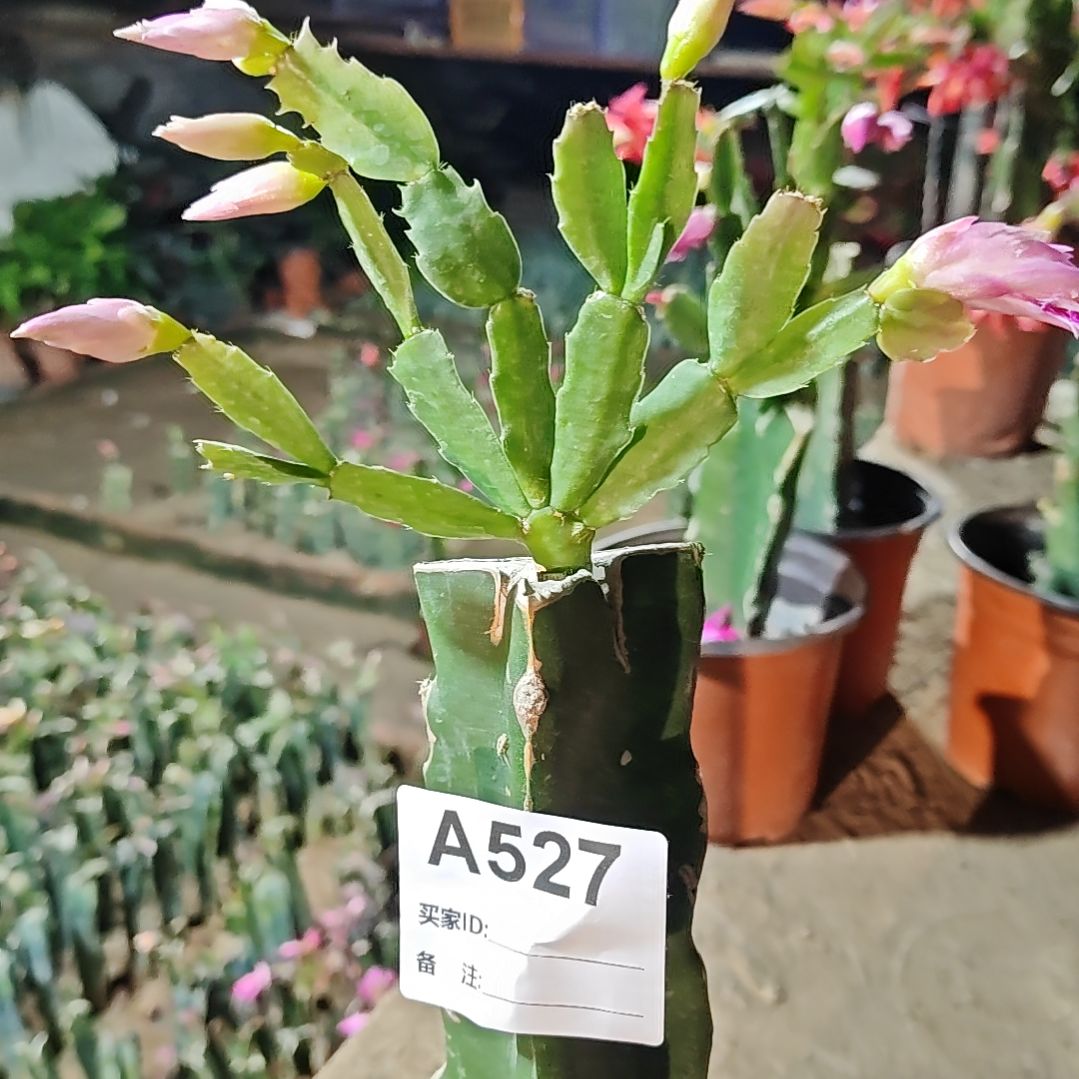 2099红重瓣脱土脱盆易掉芽苞527