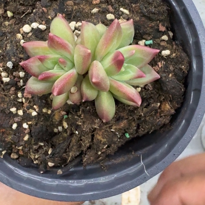 美人杂交 一物一拍