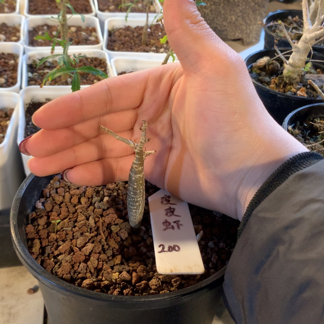 皮皮虾裂榄实生小苗