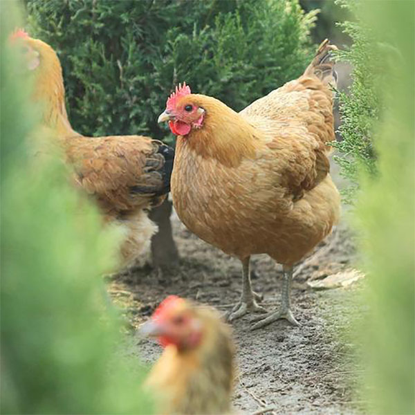 一只正宗鲁南土鸡 两年以上老母鸡煲汤红烧白切清蒸顺丰