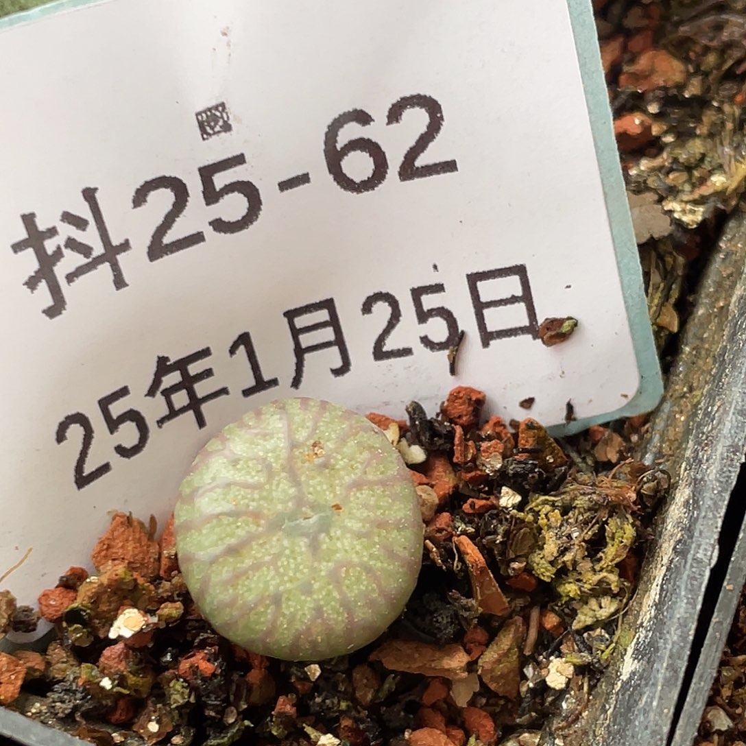 25-62肉锥多肉植物