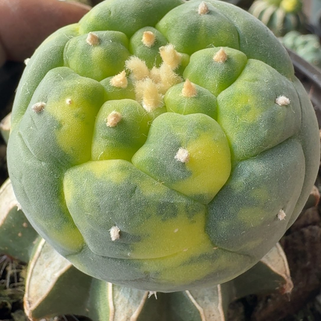 【闪购商品】大尤散斑948