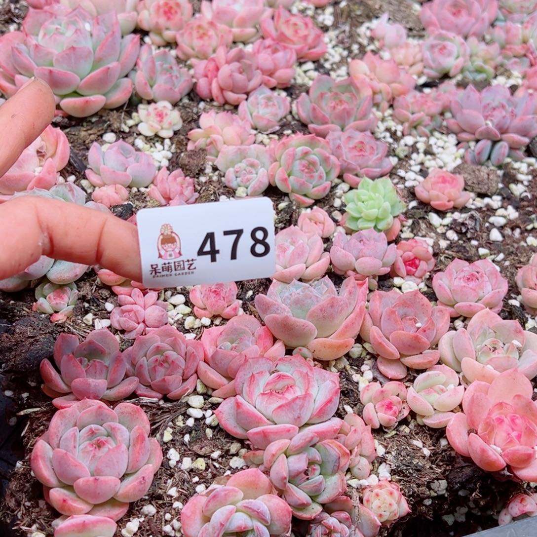 大***妮多肉植物多肉植物