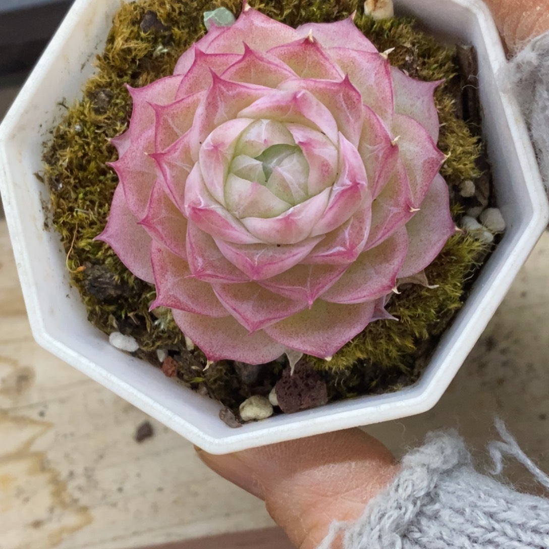 精品多肉一物一拍不包整280