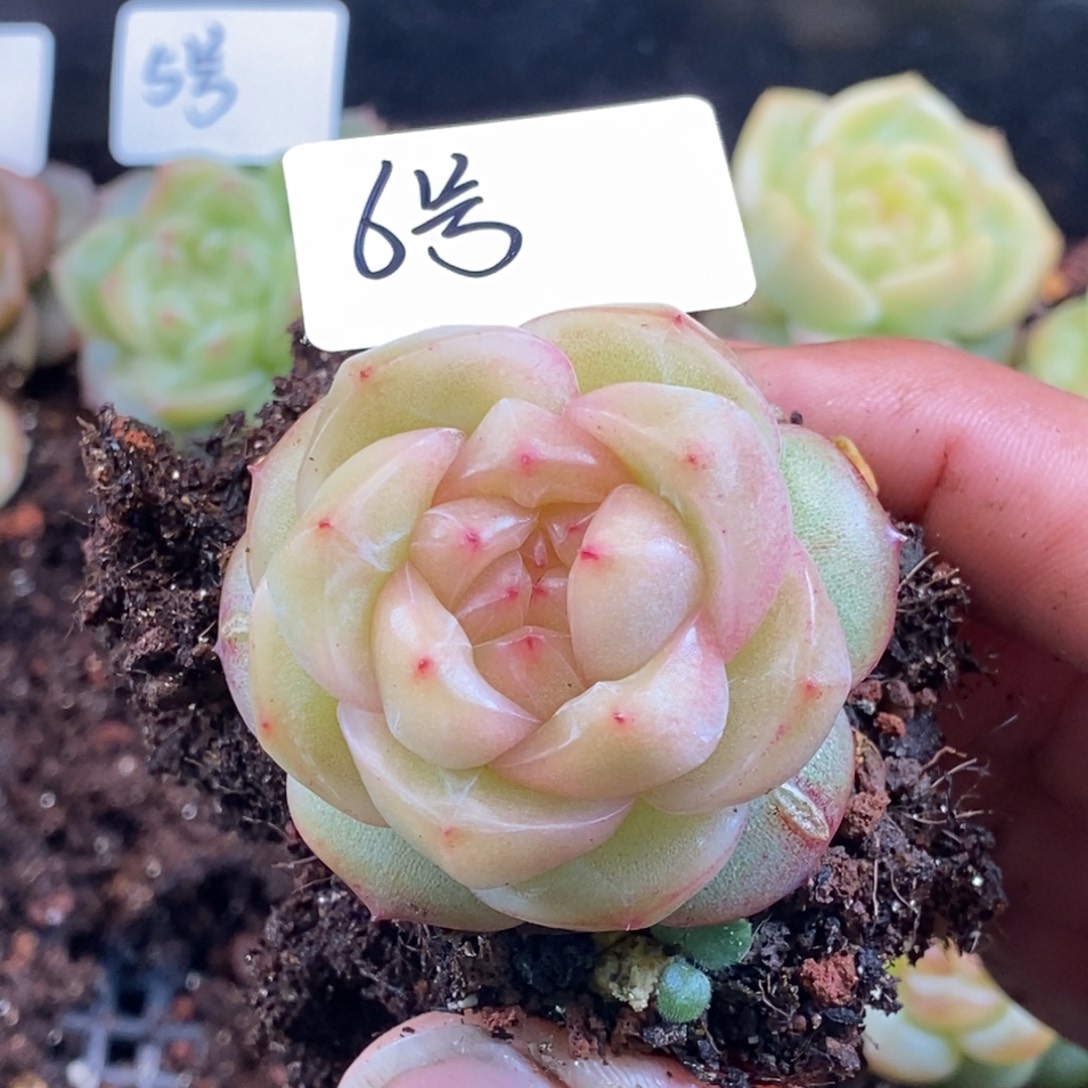 天官赐福百无禁忌