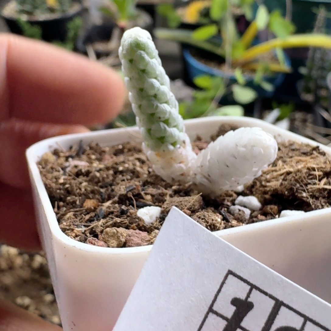 100雪蚕带盆发货自根