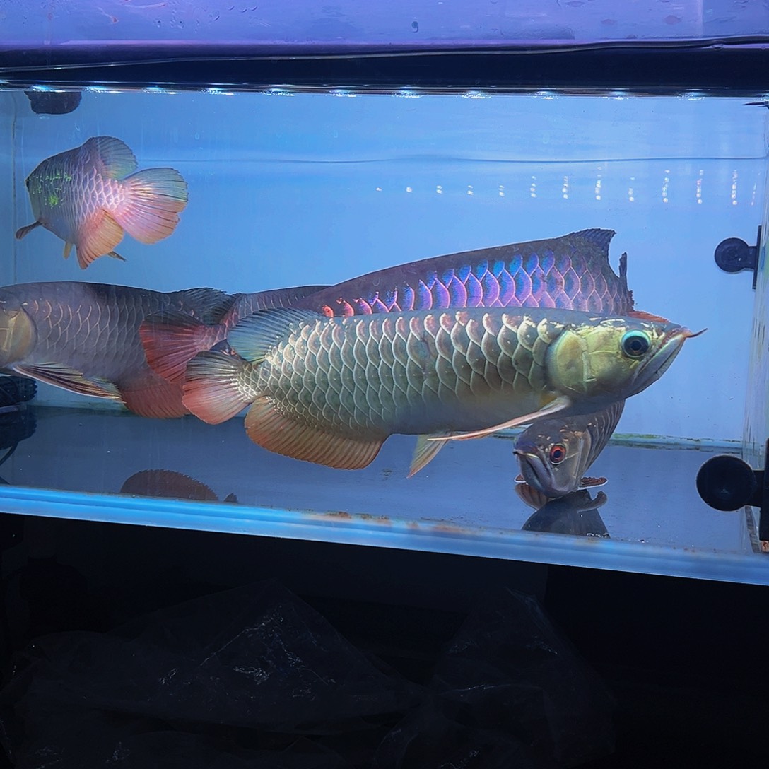 锦***品中国大陆马来西亚古典蓝底过背金龙