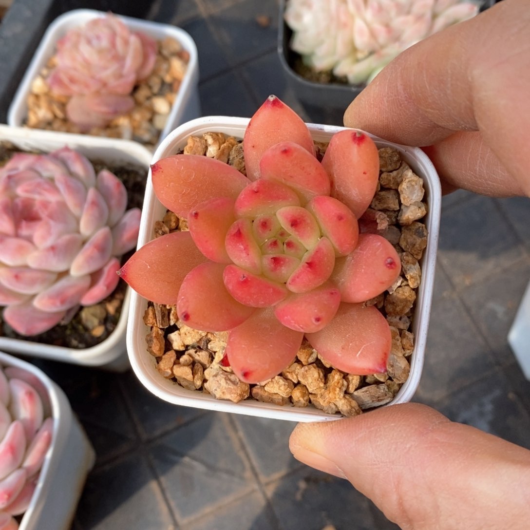 精品多肉一物一折不包整580