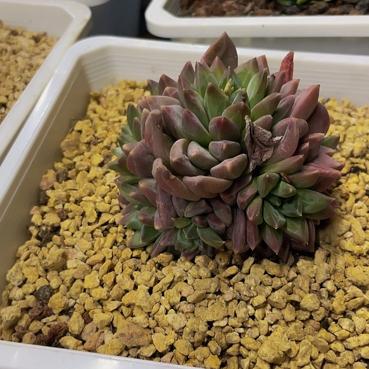 美人完美捧花一物一拍