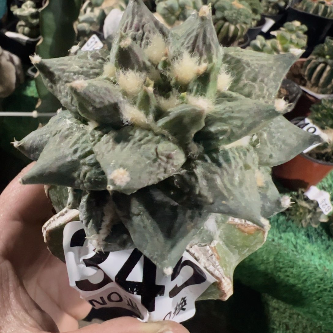 龟甲牡丹仙人球345
