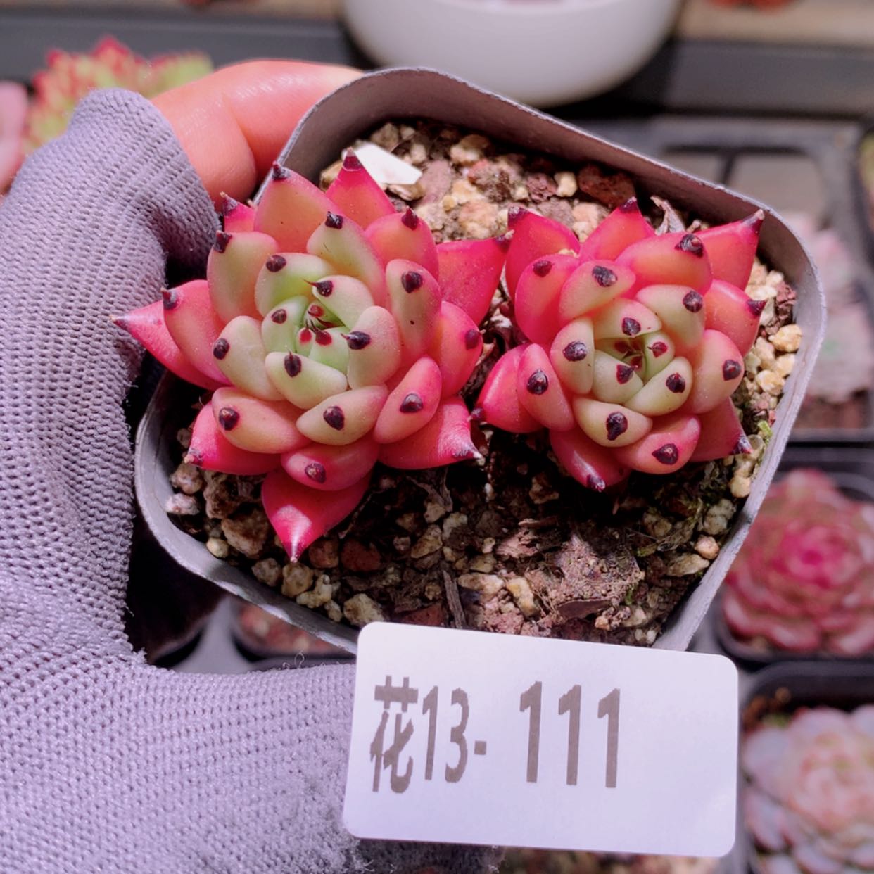 【闪购商品】花13-111新品