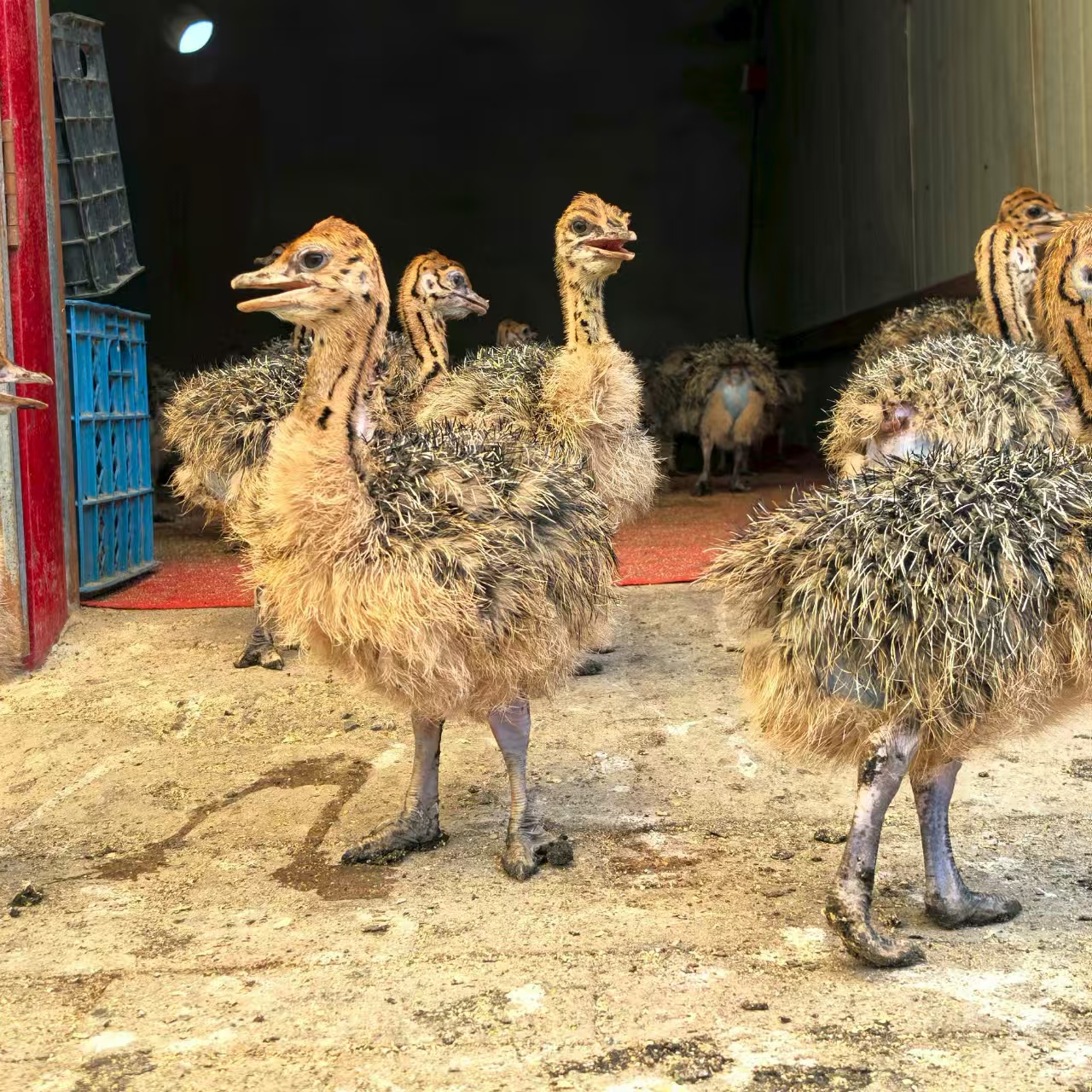 出壳20天可牵绳可观赏宠物文鸟顺丰包邮