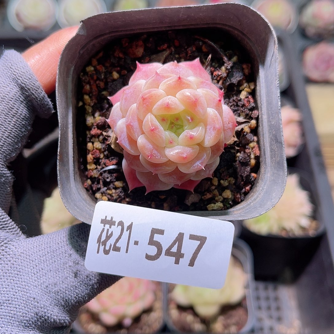 花21-547秘境冰魄