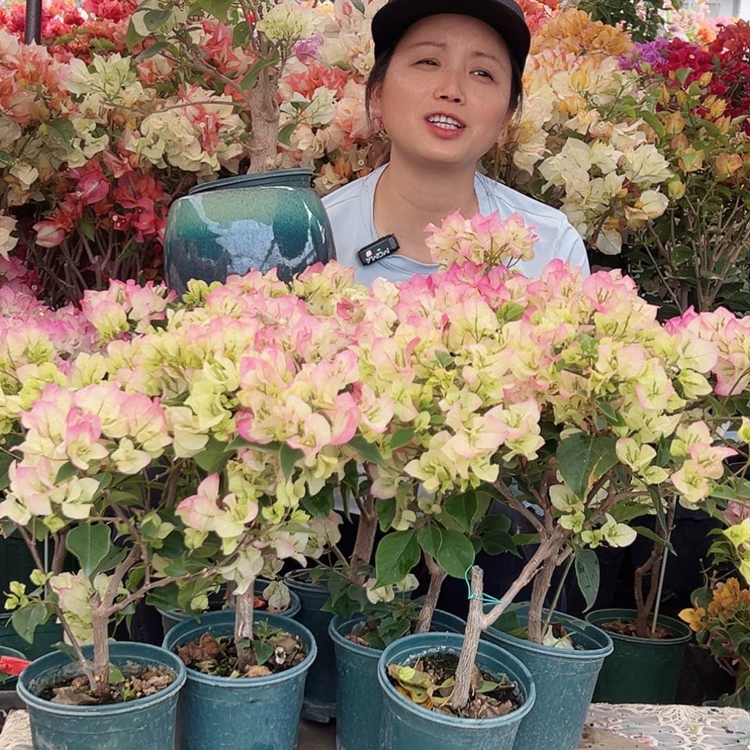 大部分花苞少量开放绿樱掌中宝一棵