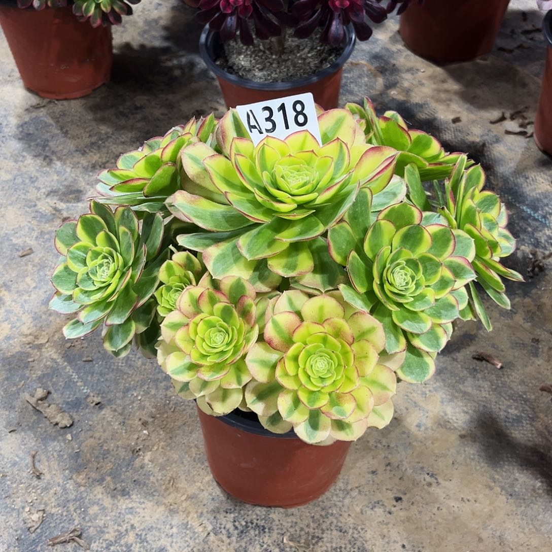 多肉植物奶白锦318多肉