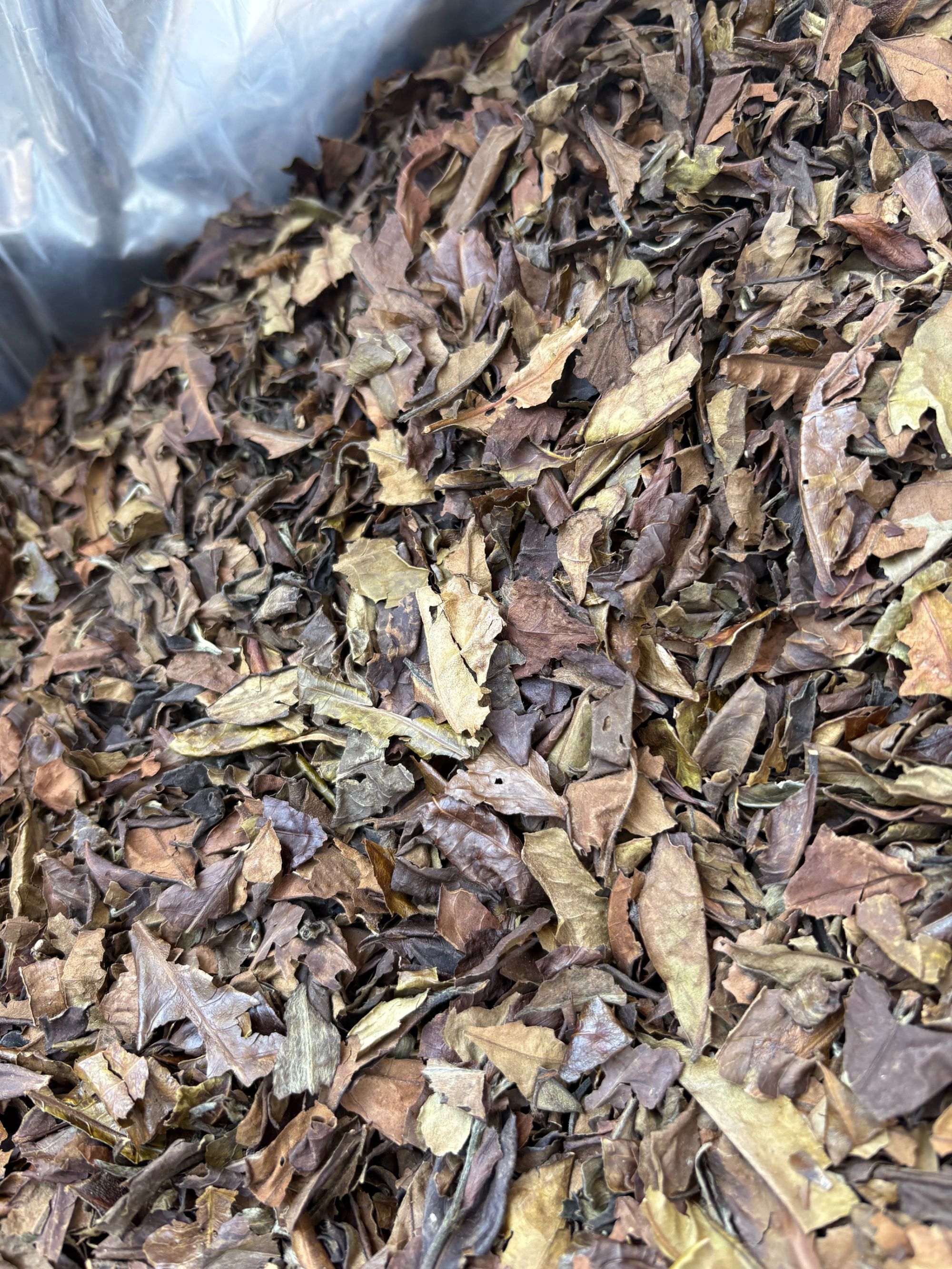 2009年荒野老白茶 枣香味浓郁 香浓耐泡