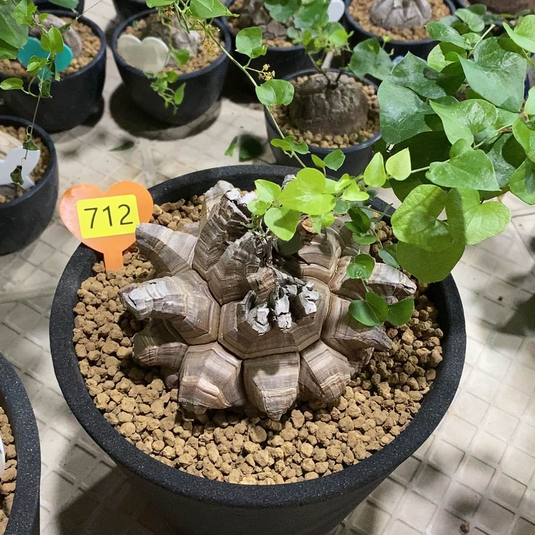 南非龟甲龙龟甲龙