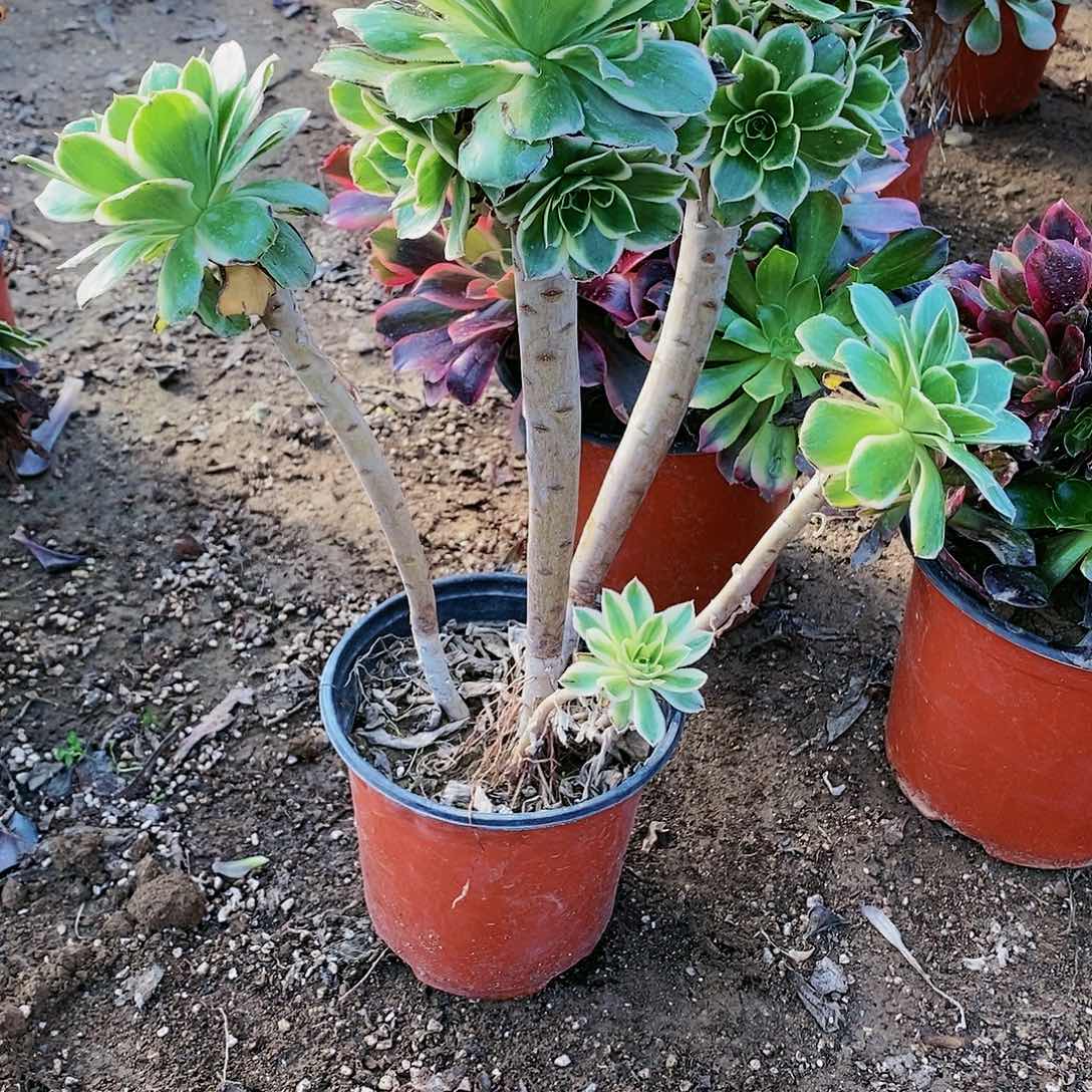 291 号20包邮不包断枝