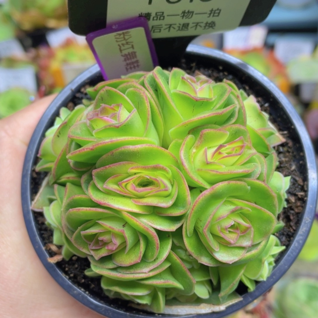 粉红舞鞋花球群616