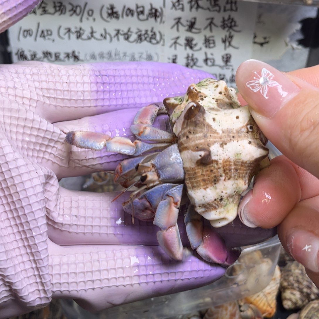 7号，2.4口紫陆寄居蟹