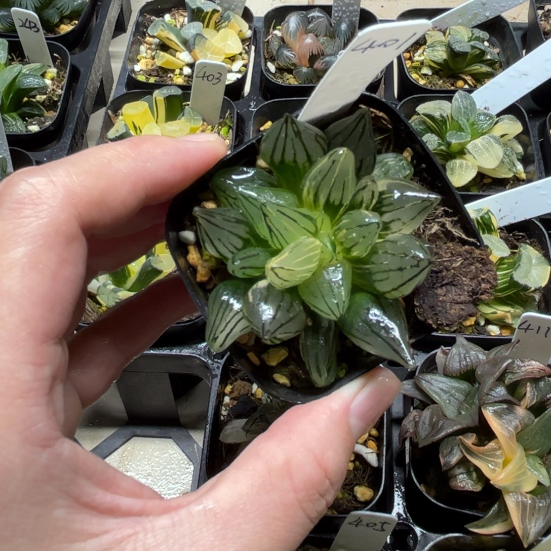 401西瓜寿锦一物一拍