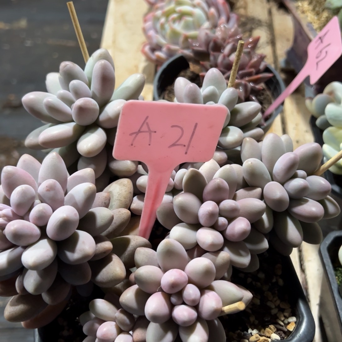 多肉植物一物一拍