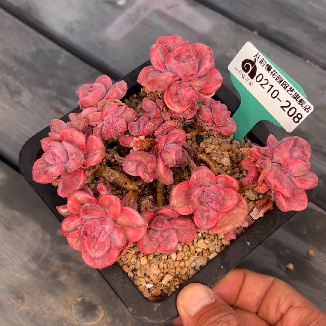 多肉一物一拍0210-208