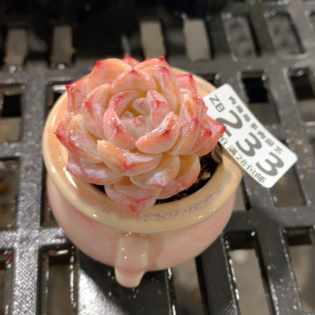 肉萌萌拇指盆精控多肉ZB233