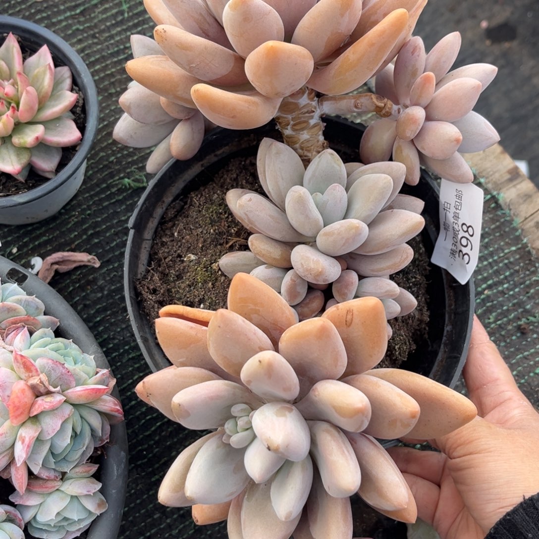 398原始虞美人多肉……