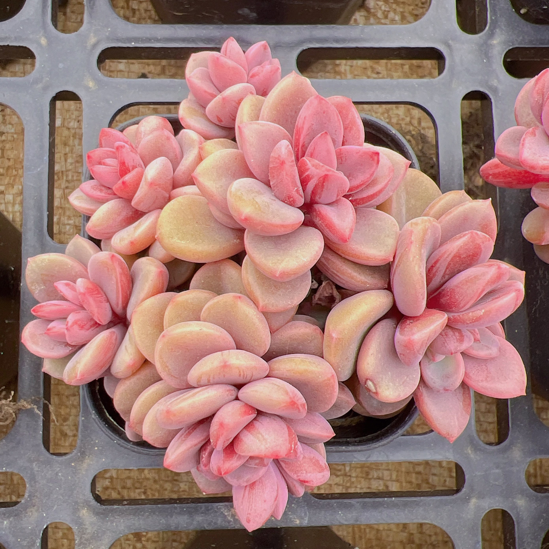 70#多头松露美人群（6-8cm）脱土