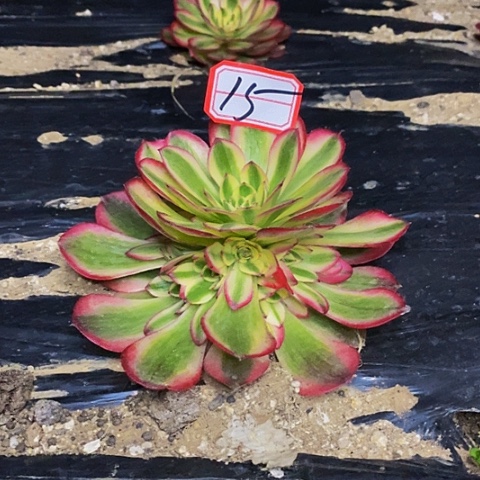 红倾城捧花法师15链接