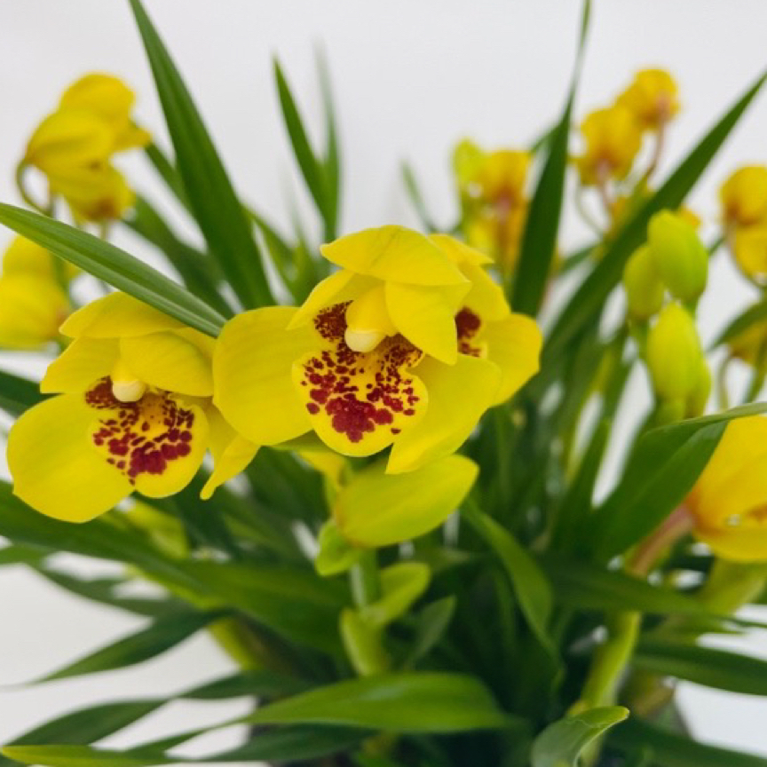 云山之兰黄鹤—杂交兰室内高端绿植盆栽昆明基地直发