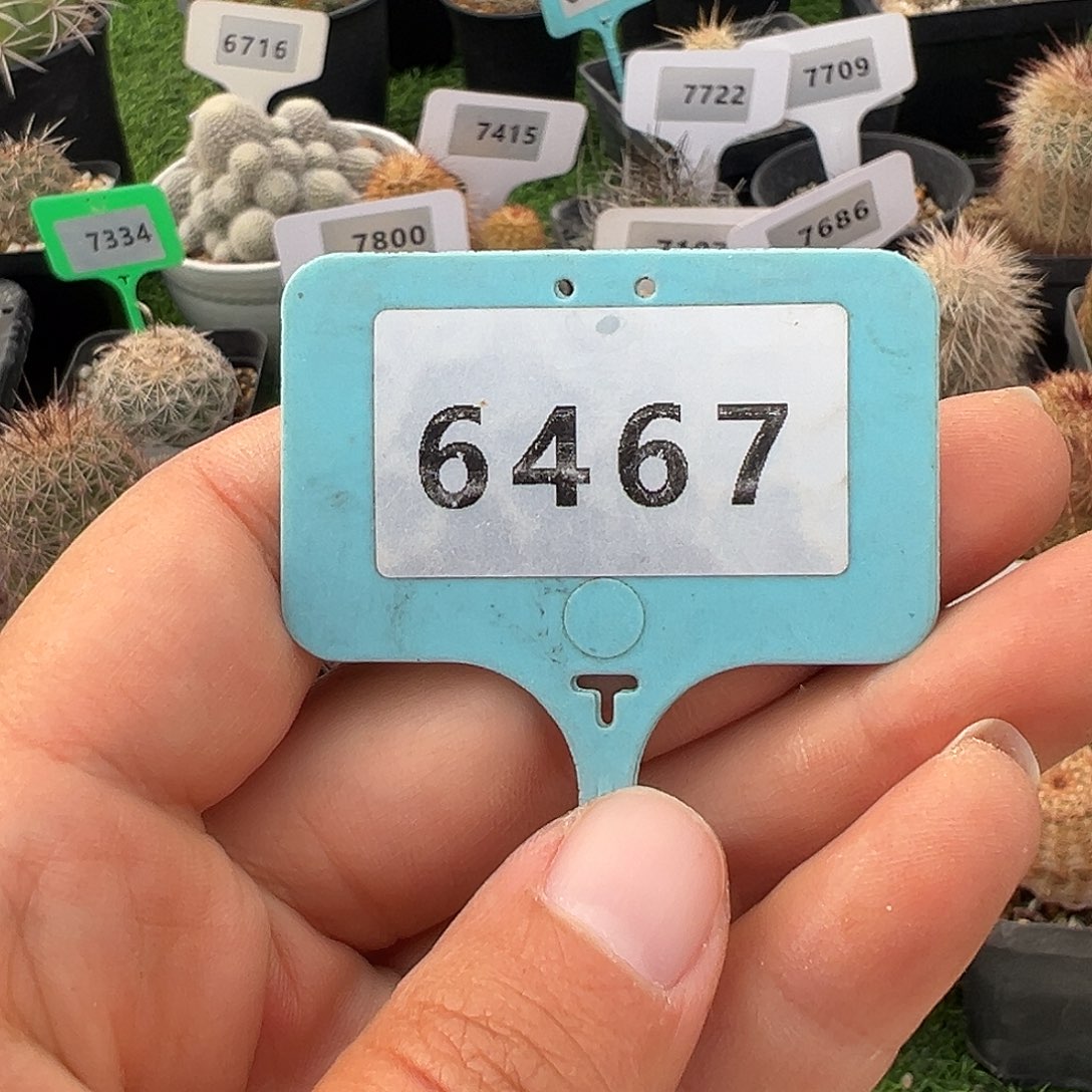 用***2保温箱 3 元裸根发货