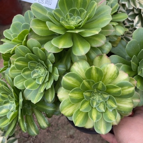 琉璃多肉多肉4996